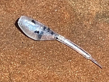 Load image into Gallery viewer, 1.25 Inch Mini Fluke Shad - 20 PK