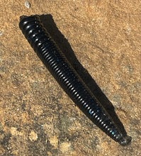 Load image into Gallery viewer, 3 Inch Cigar Ned - 8 PK