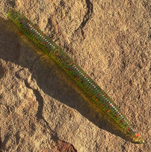 Load image into Gallery viewer, 5 Inch Stick Worm - 6 PK